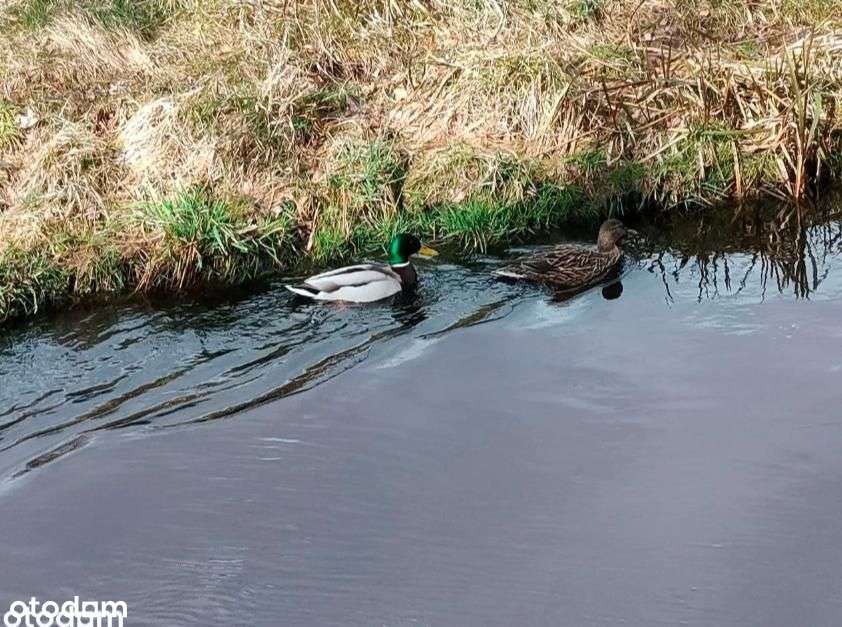 Czersk działka blisko centrum 2,5ha siedlisko Nowa Cena! - Pełny obrazek: 5/10