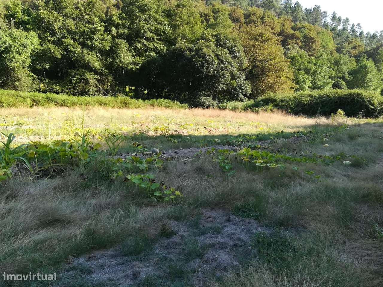 Quinta em Ribas - São Pedro do Sul-6