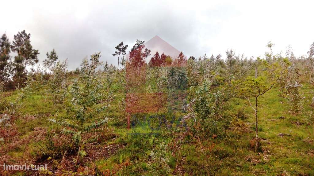 Terreno florestal, Vila Verde - Grande imagem: 3/8