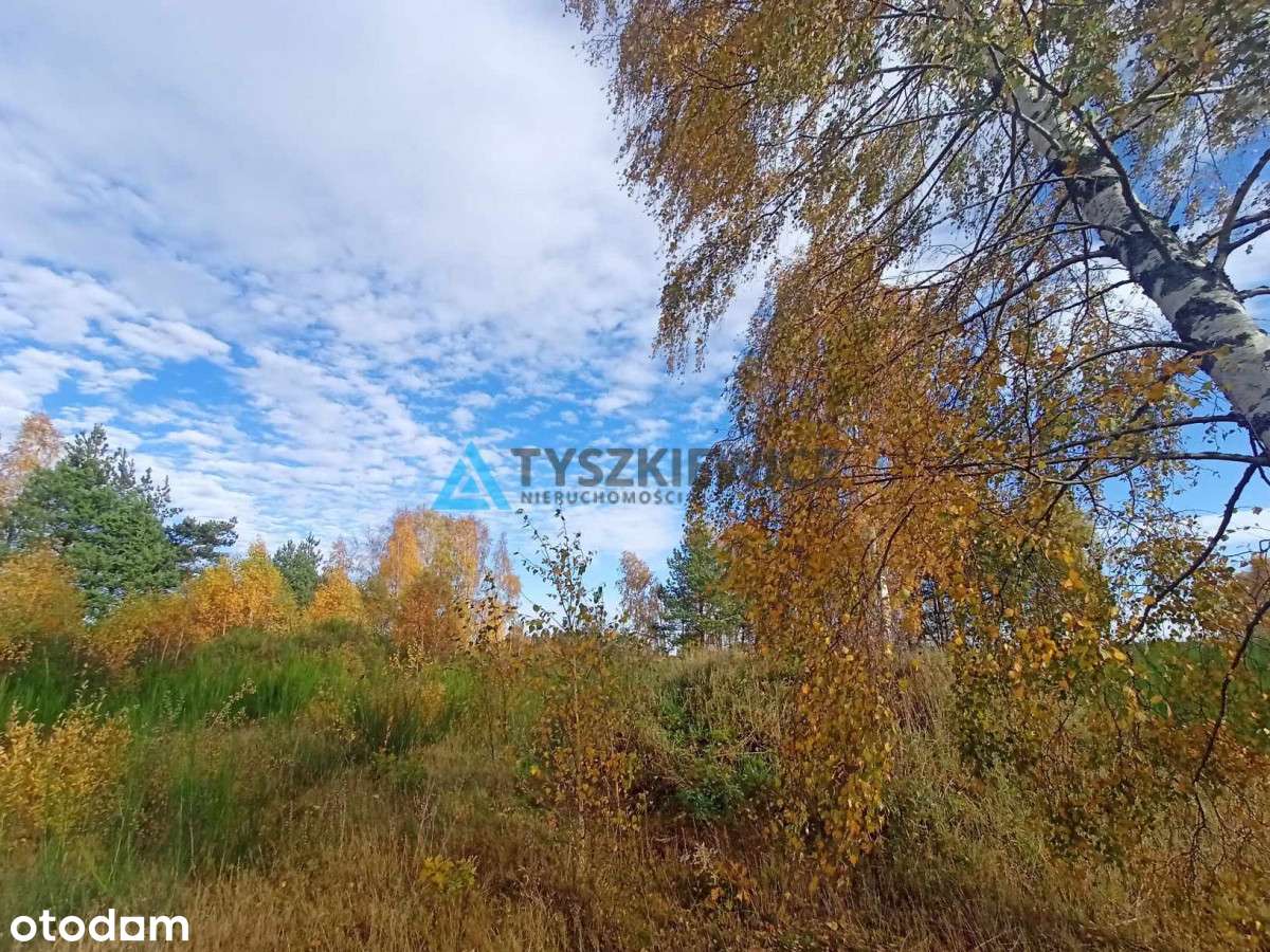 Gołczewo - lasy, jeziora, cisza i spokój - Pełny obrazek: 5/11