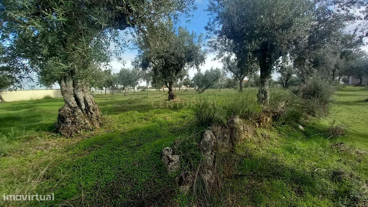 Olival com 4000m2  Lardosa - Grande imagem: 3/13