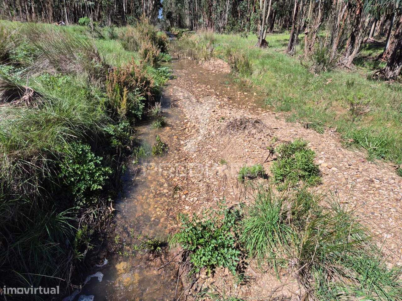 Terreno rústico no Alentejo – natureza, tranquilidade e potencial d... - Grande imagem: 4/12
