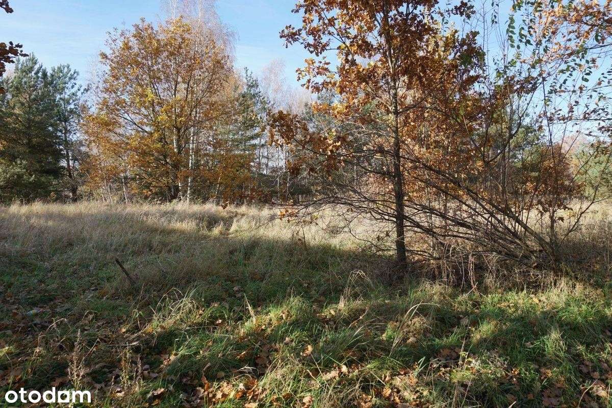 Grudziądz Owczarki ul.Morelowa 2 działki budowlane - Pełny obrazek: 5/9