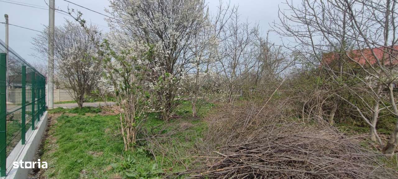 Vand teren de 1500 mp in Caciulati, com. Moara Vlasiei, jud. Ilfov - Imagine principală: 5/6