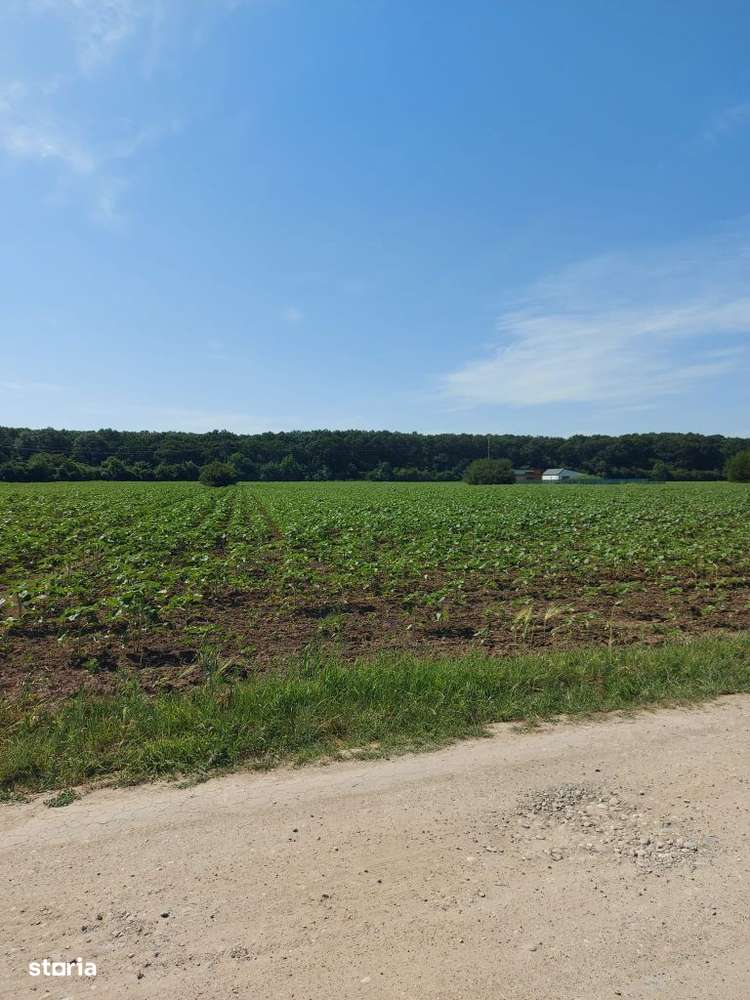 Snagov-Ghermanesti, teren intravilan, 8.500mp, cu deschidere la padure - Imagine principală: 5/6