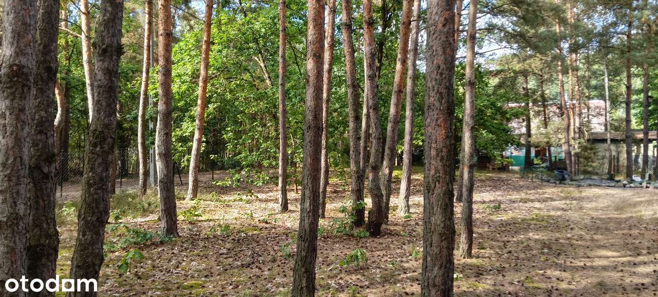 Działka leśna z domkiem – Tyborów, gm. Magnuszew - Pełny obrazek: 5/8