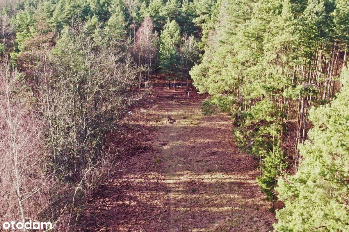Piękna działka w otoczeniu lasu! - Pełny obrazek: 5/20