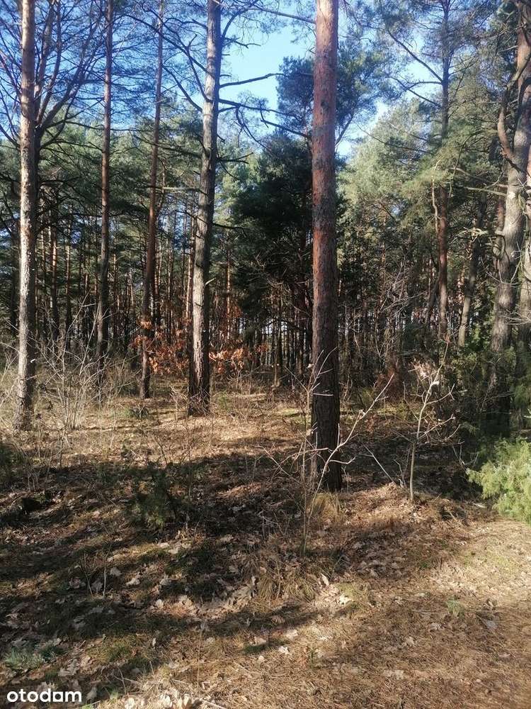 Piękna działka Warszawa/Wawer starodrzew - Pełny obrazek: 4/7