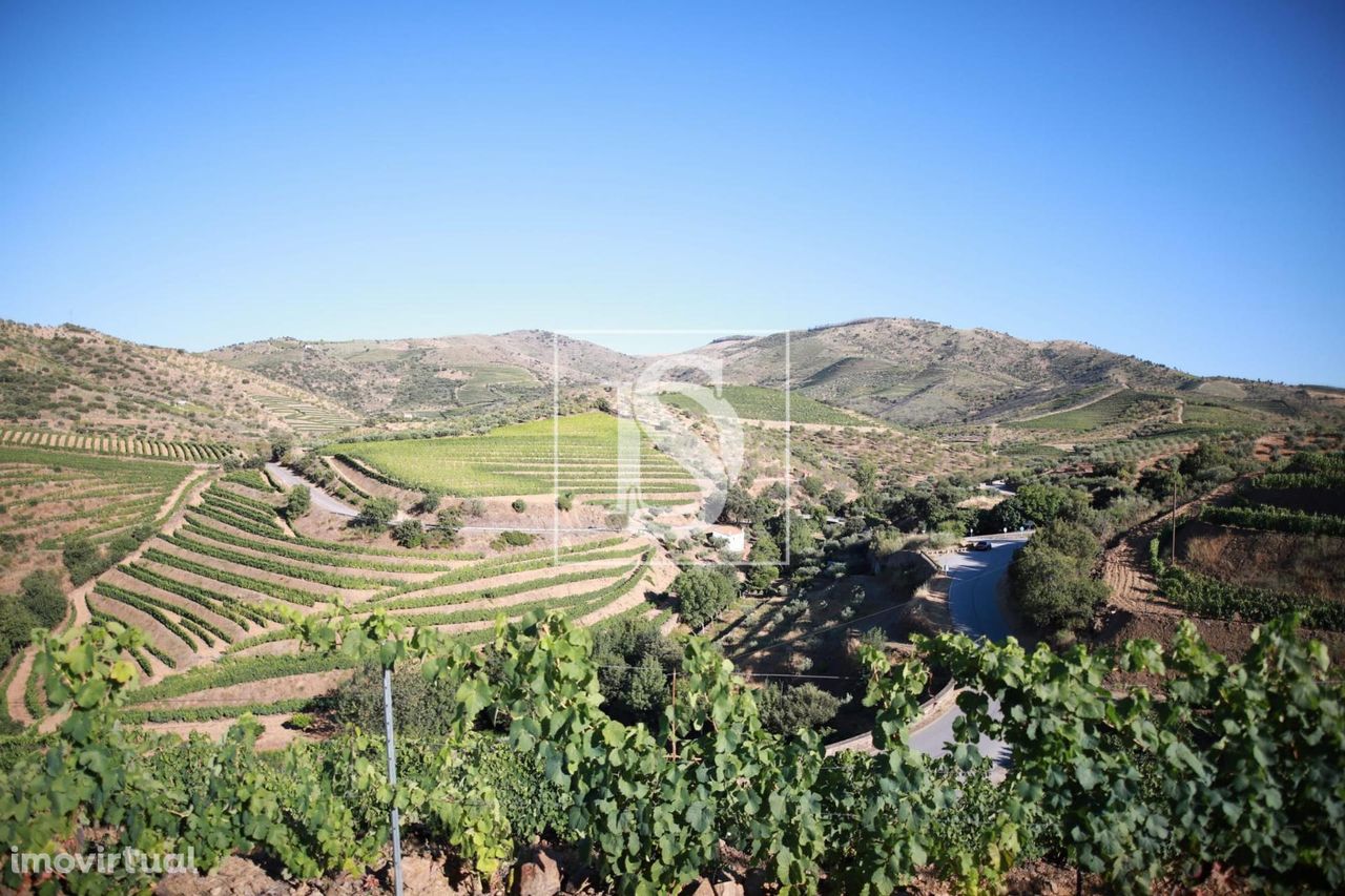 Quinta no DOURO, em VILA NOVA DE FOZ CÔA