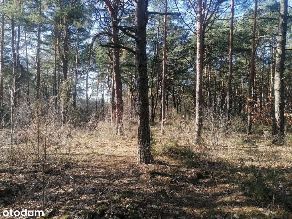 Piękna działka Warszawa/Wawer starodrzew-6