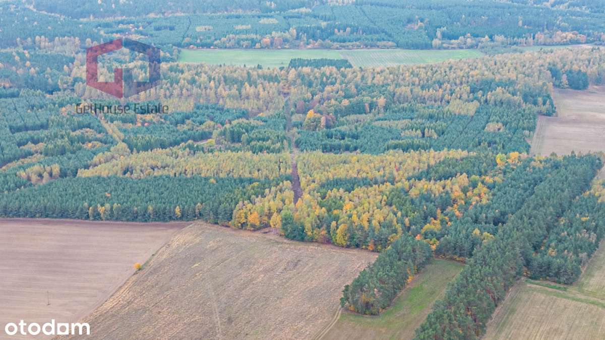 Las mieszany 35letni 3,28ha - Pełny obrazek: 4/8