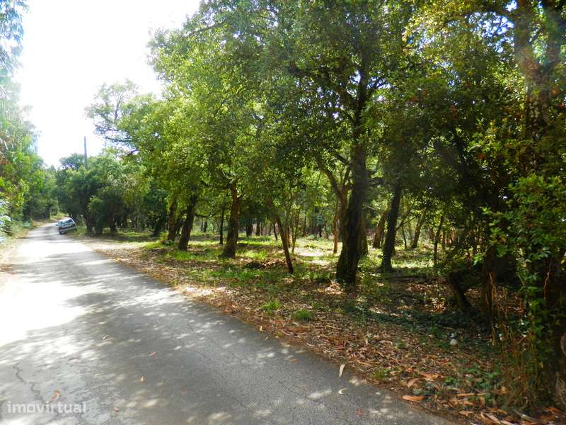 Terreno Rústico com 25.000m² e Nascente de Água em Mafra - Grande imagem: 3/11