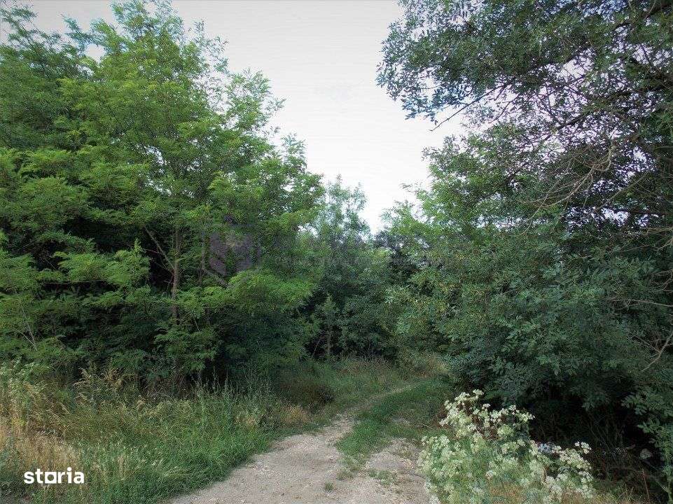 LAZU - Teren intravilan 1500 mp, cu deschidere la DN39!-5