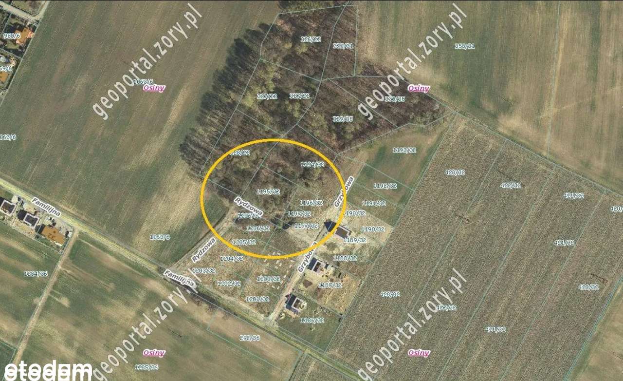 Działka budowlana 1819 m² w Żorach – Osiny - Bez pośredników - Pełny obrazek: 2/3