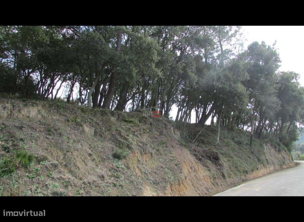 Terreno com Pinhal - Grande imagem: 3/9