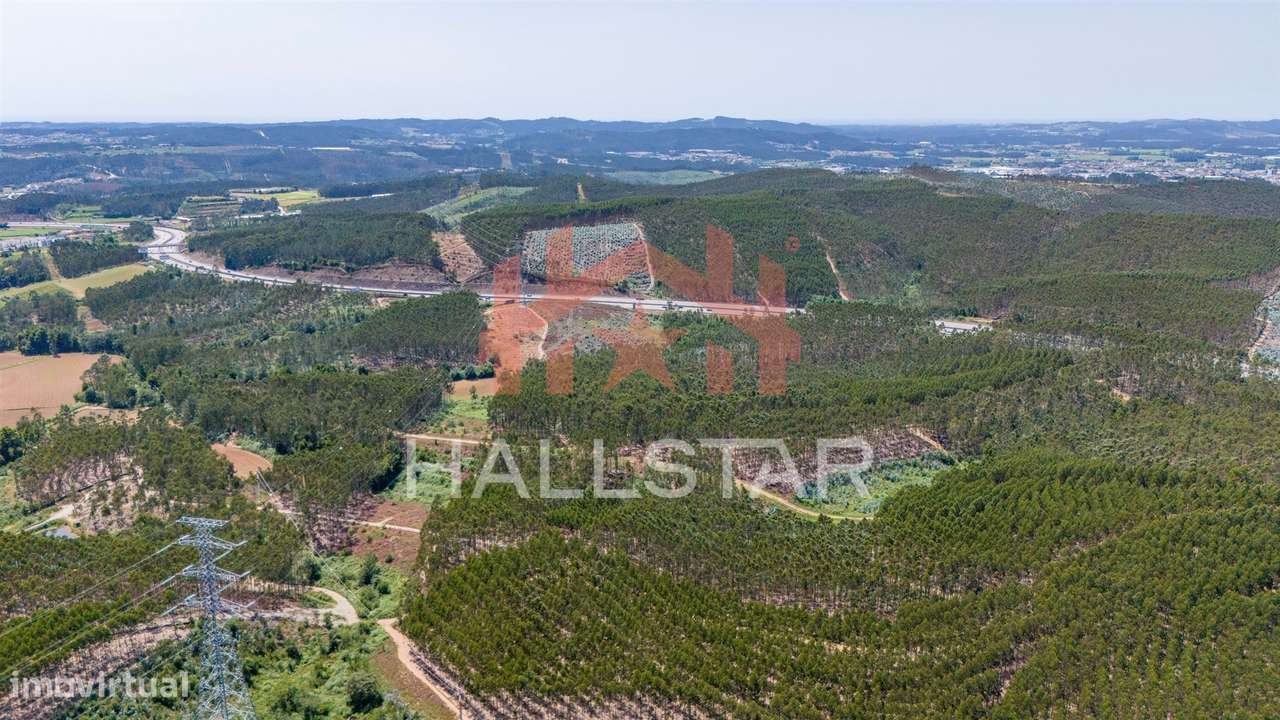 Terreno Florestal / Eucaliptal / 4 Hectares / Trofa - Grande imagem: 4/22
