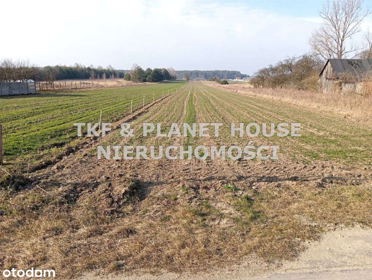 Działki budowlane 6547 m2 Dąbrowa gm. Lubochnia - Pełny obrazek: 5/6