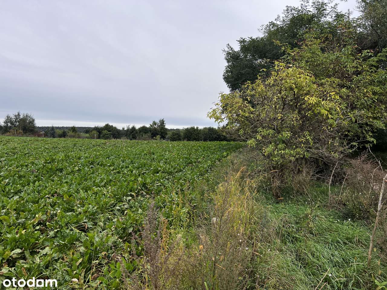 1h grunt pod zabudowę rezydencjonalną Wielkopolski Park Narodowy-8