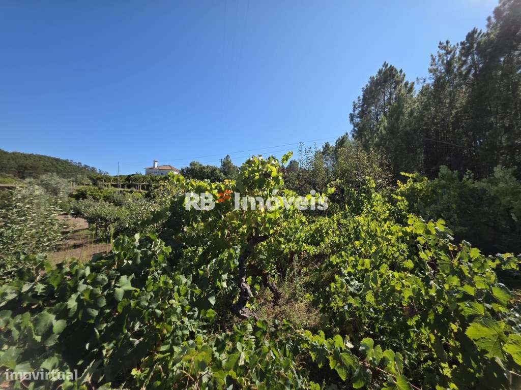 Terreno rústico com vinha - Abadia, Serra - Grande imagem: 5/11