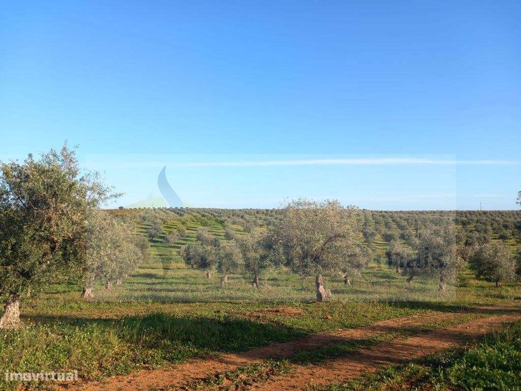 Herdade com 240 hectares - BAIXO ALENTEJO (zona de Mourão) - Grande imagem: 3/13