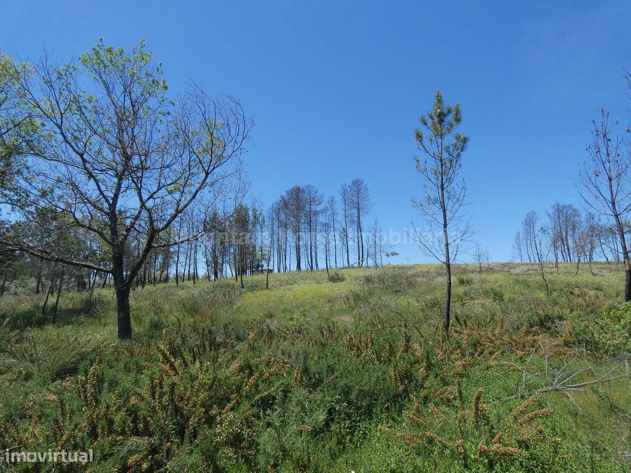 Terreno  Venda em Santiago,Seia - Grande imagem: 5/9