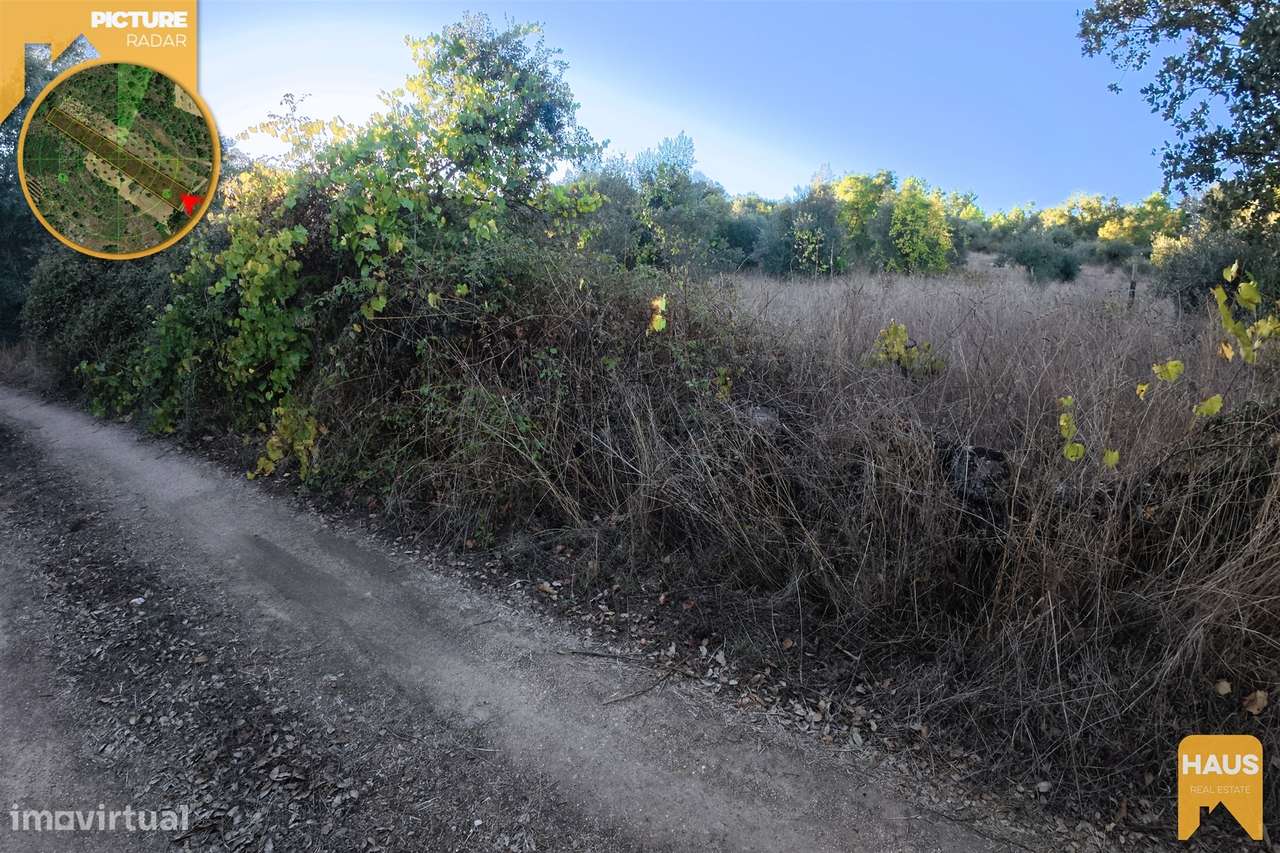 Terreno Rústico 2.300m² c/ Muros de Pedra – Juncal do Campo-12