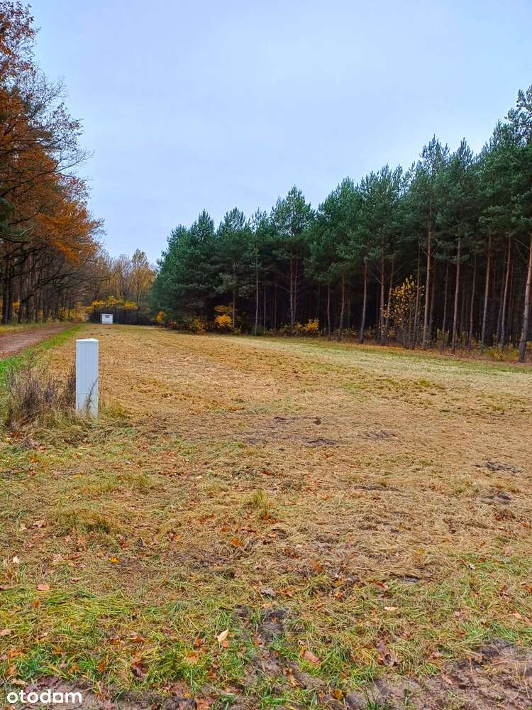 Złota polska jesień w objęciach rzeki Liswarty - Pełny obrazek: 5/9