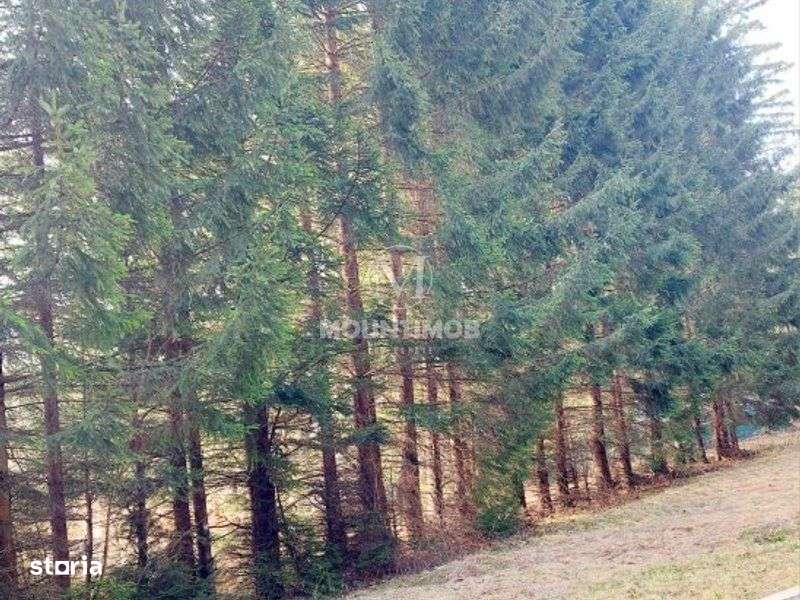 Teren intravilan în Poiana Brașov, strada Poiana Ruia - Imagine principală: 5/6