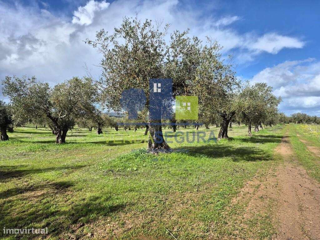 Terreno Rústico com Olival | 3,975 Ha| Moura - Grande imagem: 4/5