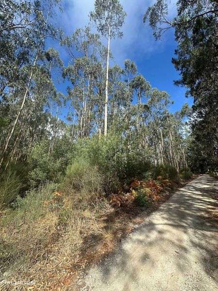 Bouça a 5€ m2 com 8.901m2 em Eiriz - Paços de Ferreira - Grande imagem: 4/8