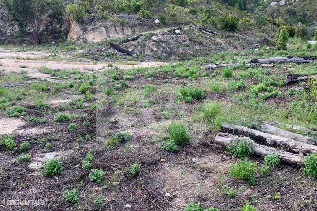 TERRENO RÚSTICO COM POTENCIAL URBANIZÁVEL EM SEVER DO VOUGA - Grande imagem: 5/6