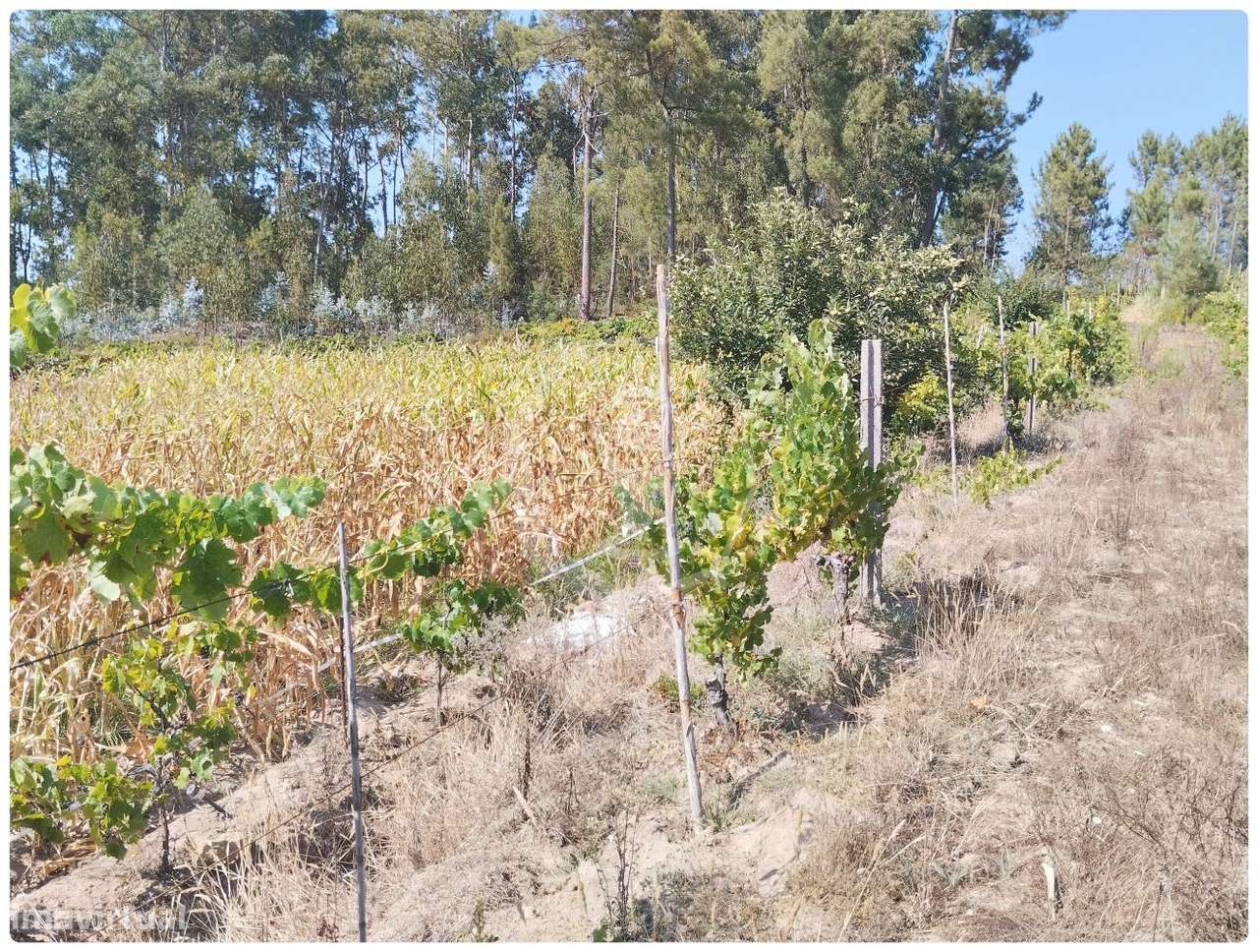 TERRENO - Grande imagem: 4/6