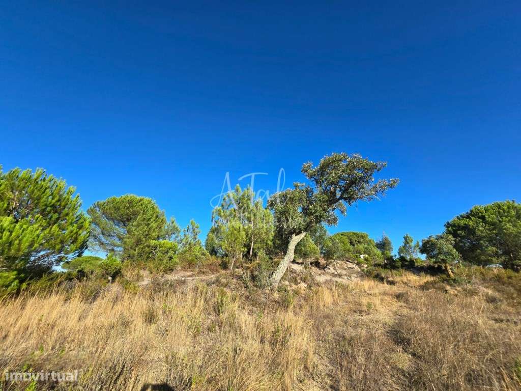 TERRENO NA OTA COM 3,23HA - Grande imagem: 4/12