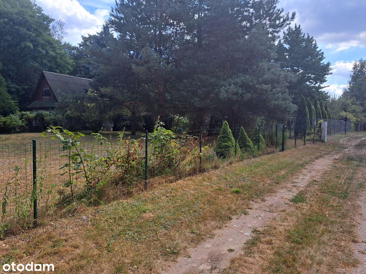 Dzialka budowlana w lesie kolo Grojca okolice Warszawy - Pełny obrazek: 5/9