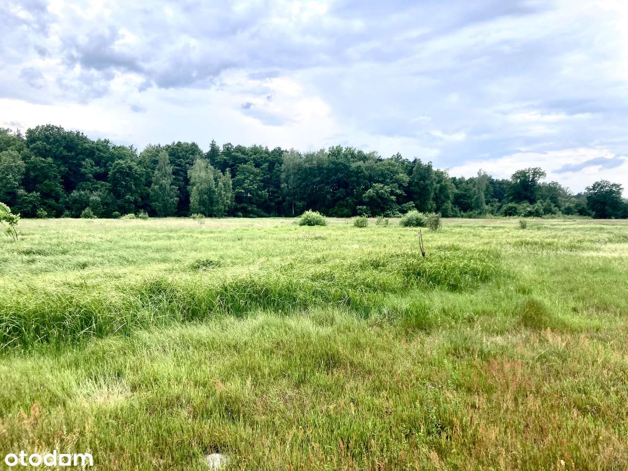 Działka rolna Kiełpin Zielona Góra - Pełny obrazek: 4/8