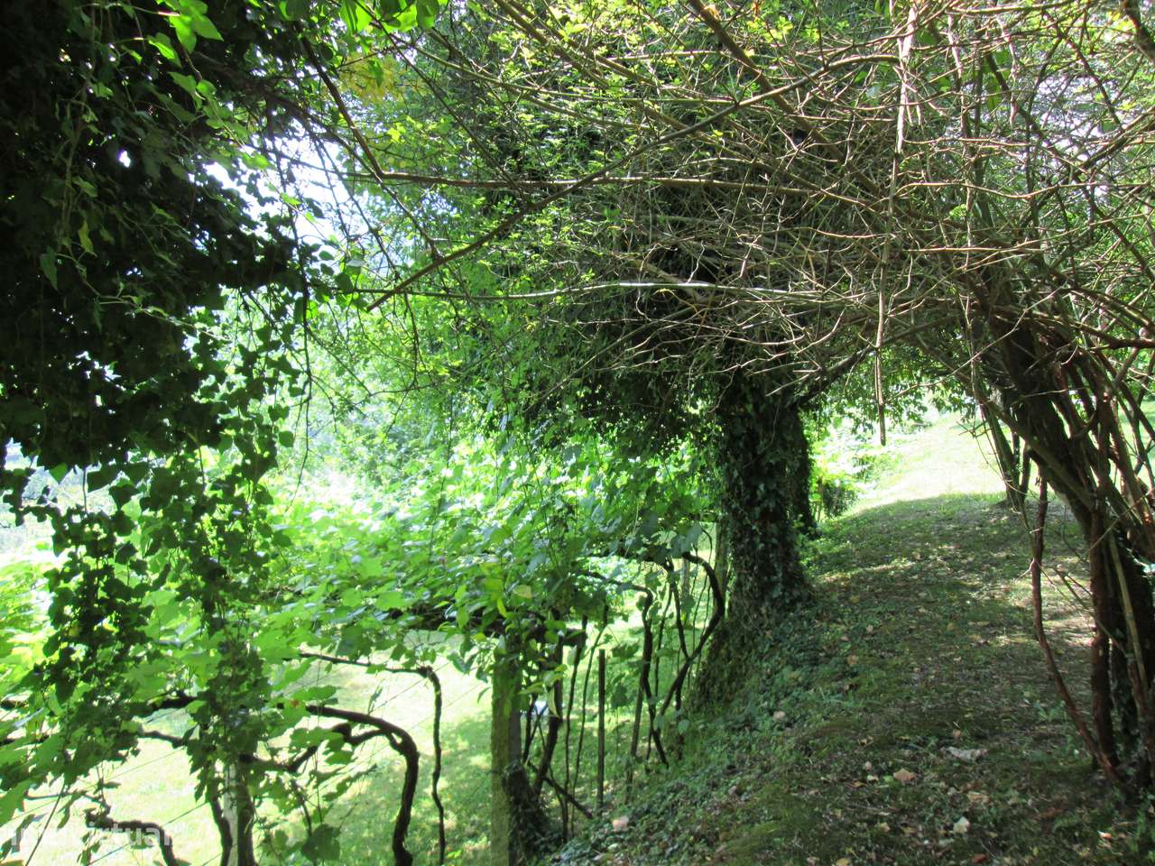 Quintinha no Minho Ponte de Lima * 10.000 m2 * a 90 Km do Porto-33