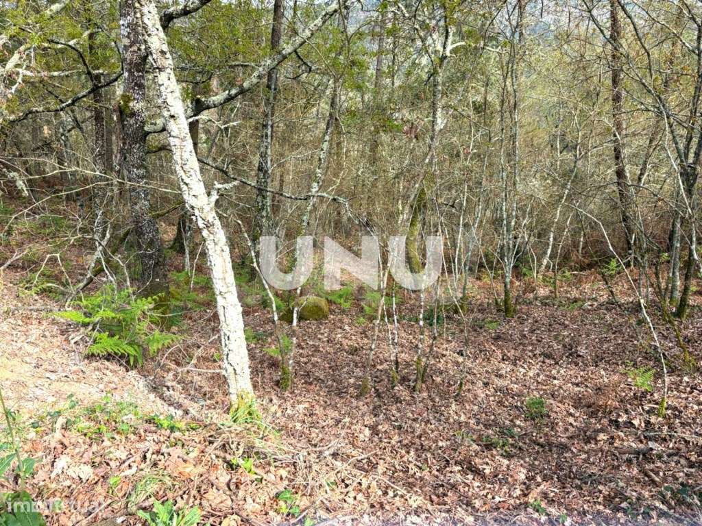 Terreno Rústico - Envolvente de Natureza-16