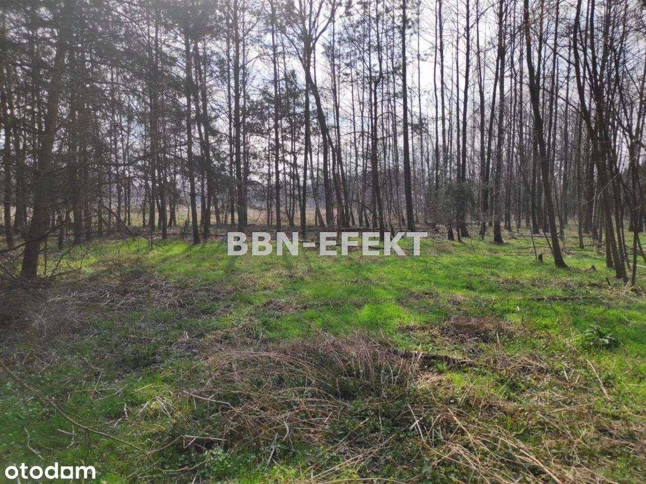 Działka, 1 401 m², Dankowice - Pełny obrazek: 5/6