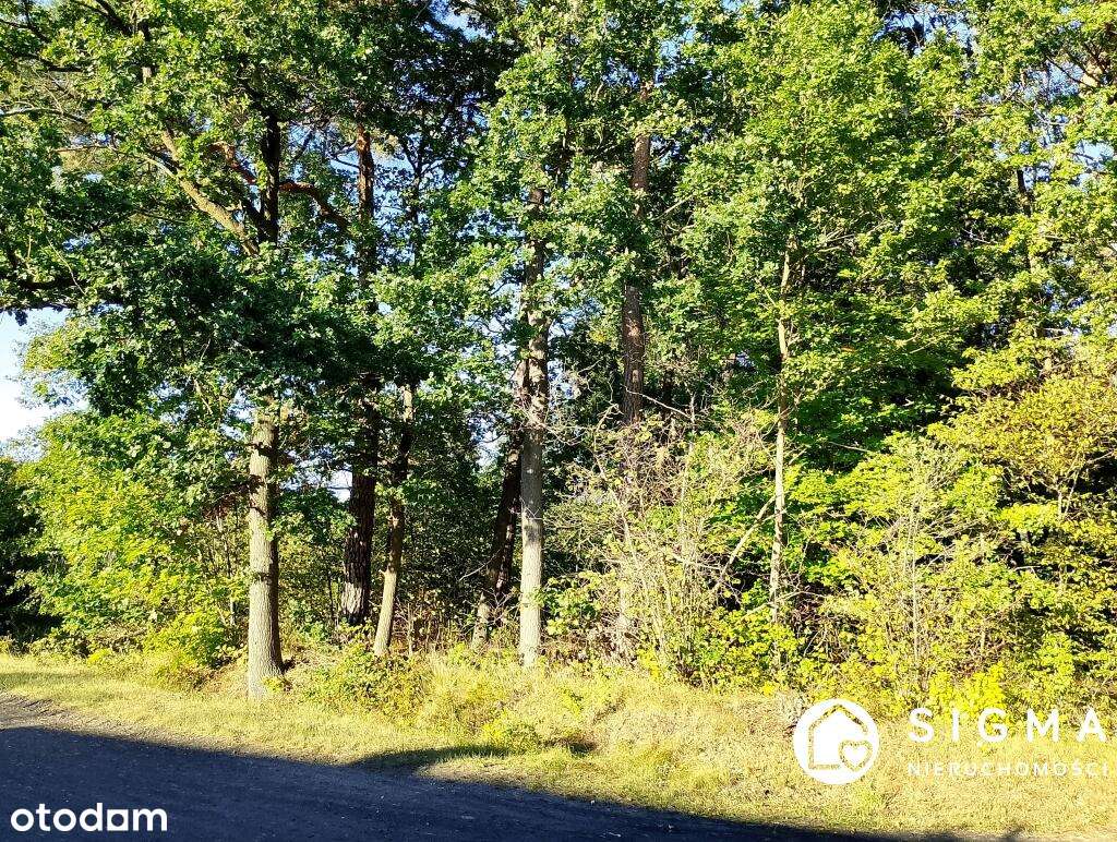 Działka przy lesie I MPZP I 50 km od Warszawy-1