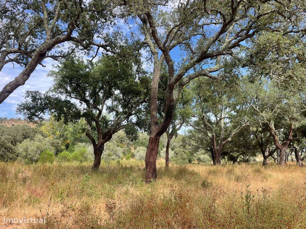 HERDADE COM 100 HECTARES E BASTANTE ARBORIZAÇÃO-14