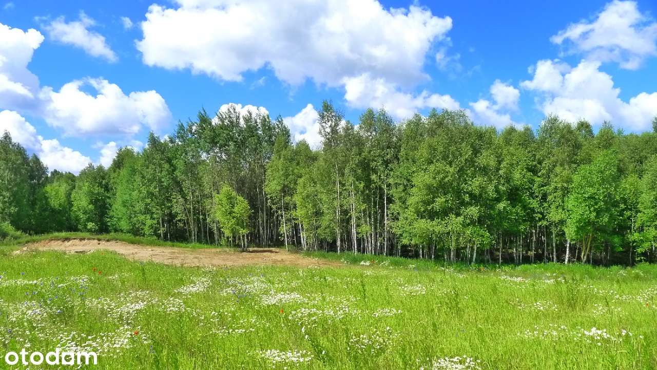 Krasnopl - działki koło lasu - Pełny obrazek: 4/14