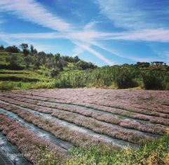 Pequena herdade em Amieira do Tejo, concelho de Nisa, 2ha, 3 imóveis, - Grande imagem: 5/28