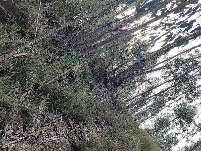 Terreno misto, 3 Hectares, de construção junto à estrada - Grande imagem: 5/8