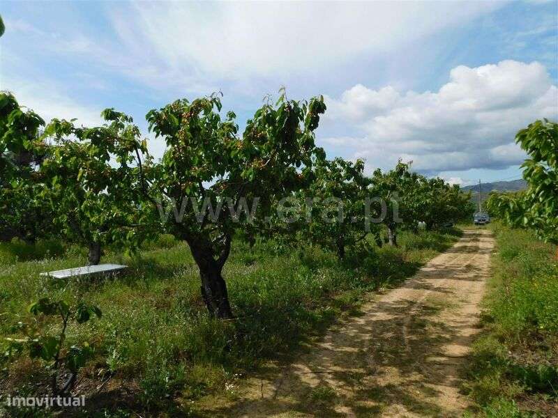 Quintinha / Fundão, Alpedrinha - Grande imagem: 5/13