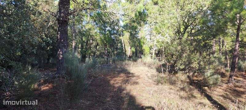 Terreno Rustico com Pinhal - Grande imagem: 5/7