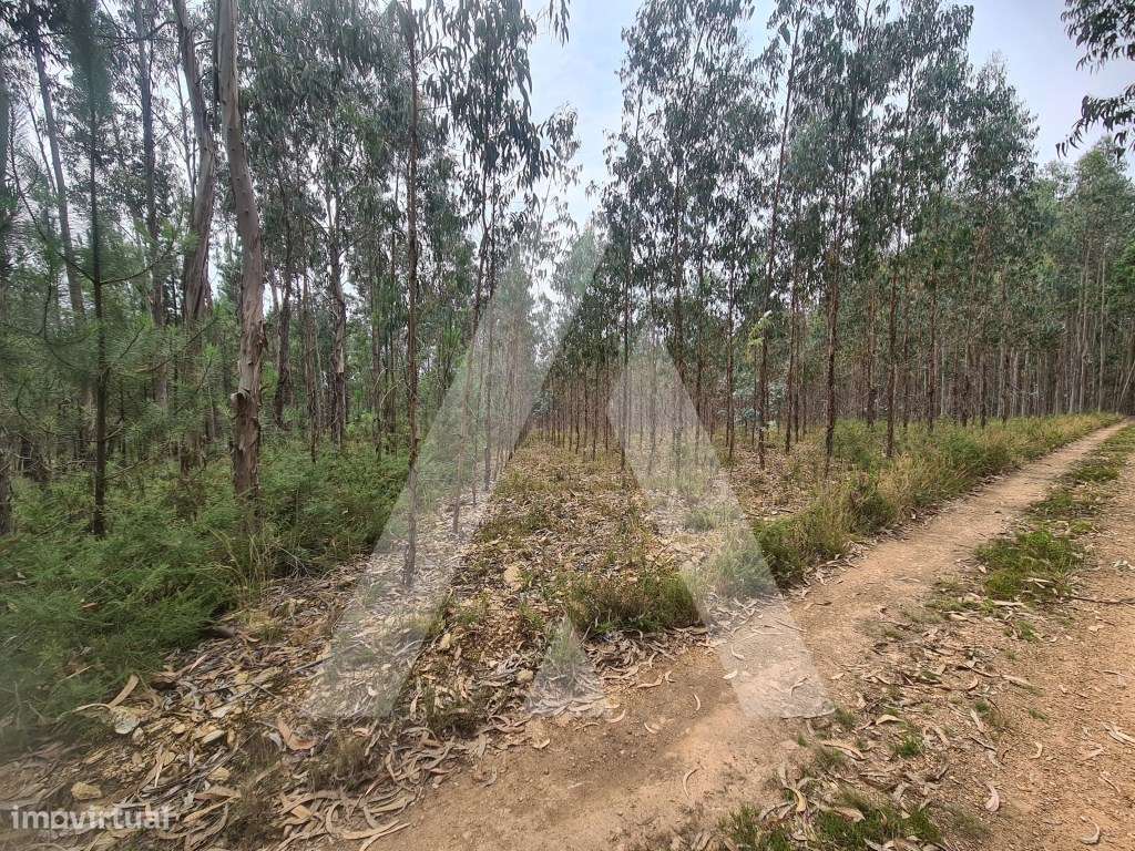 Terreno Industrial em Pinheiro da Bemposta - Grande imagem: 2/7