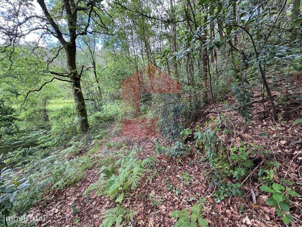 Terreno Florestal, Sande - Grande imagem: 2/11