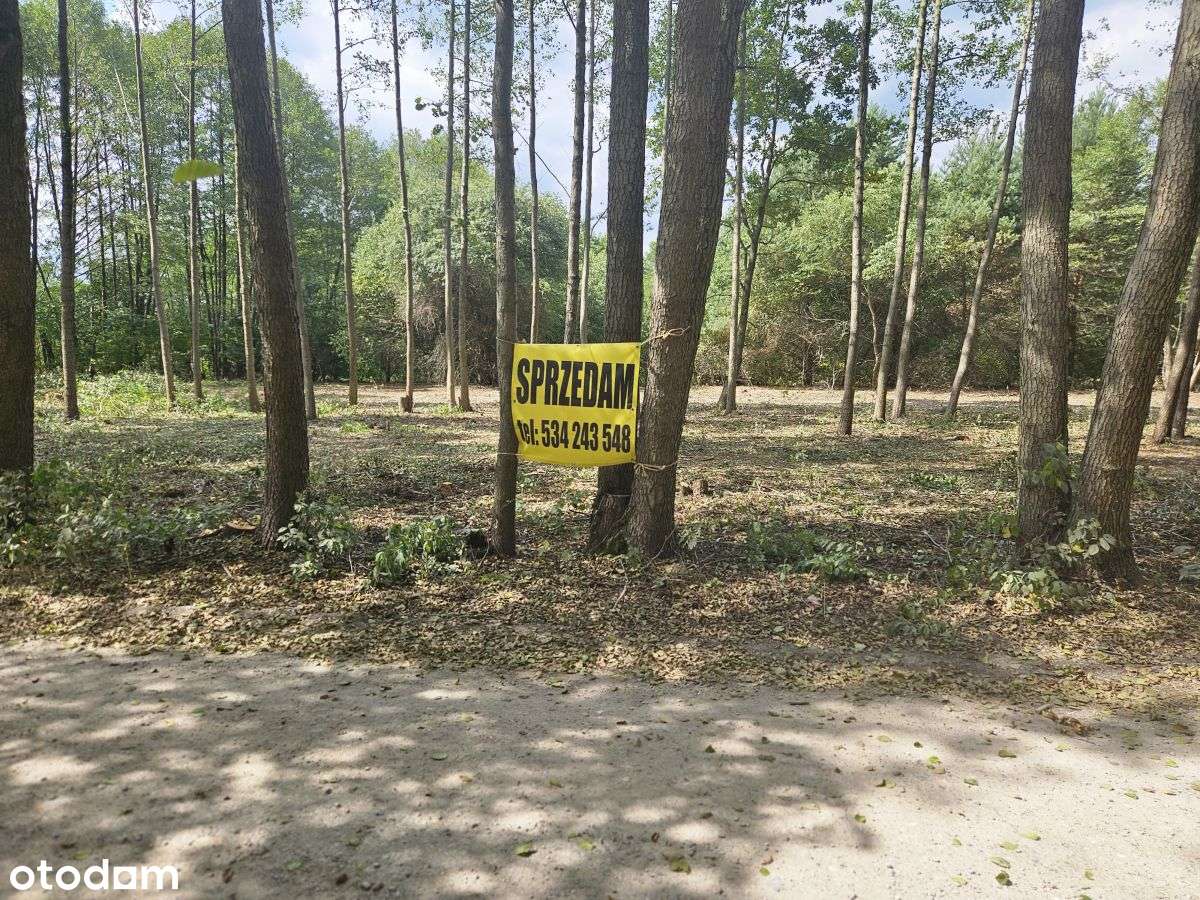 Działki budowlane w otoczeniu drzew - Pełny obrazek: 3/12