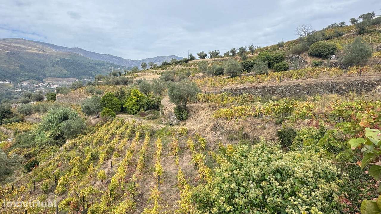 Quinta do Prado em Moura Morta, Régua-14