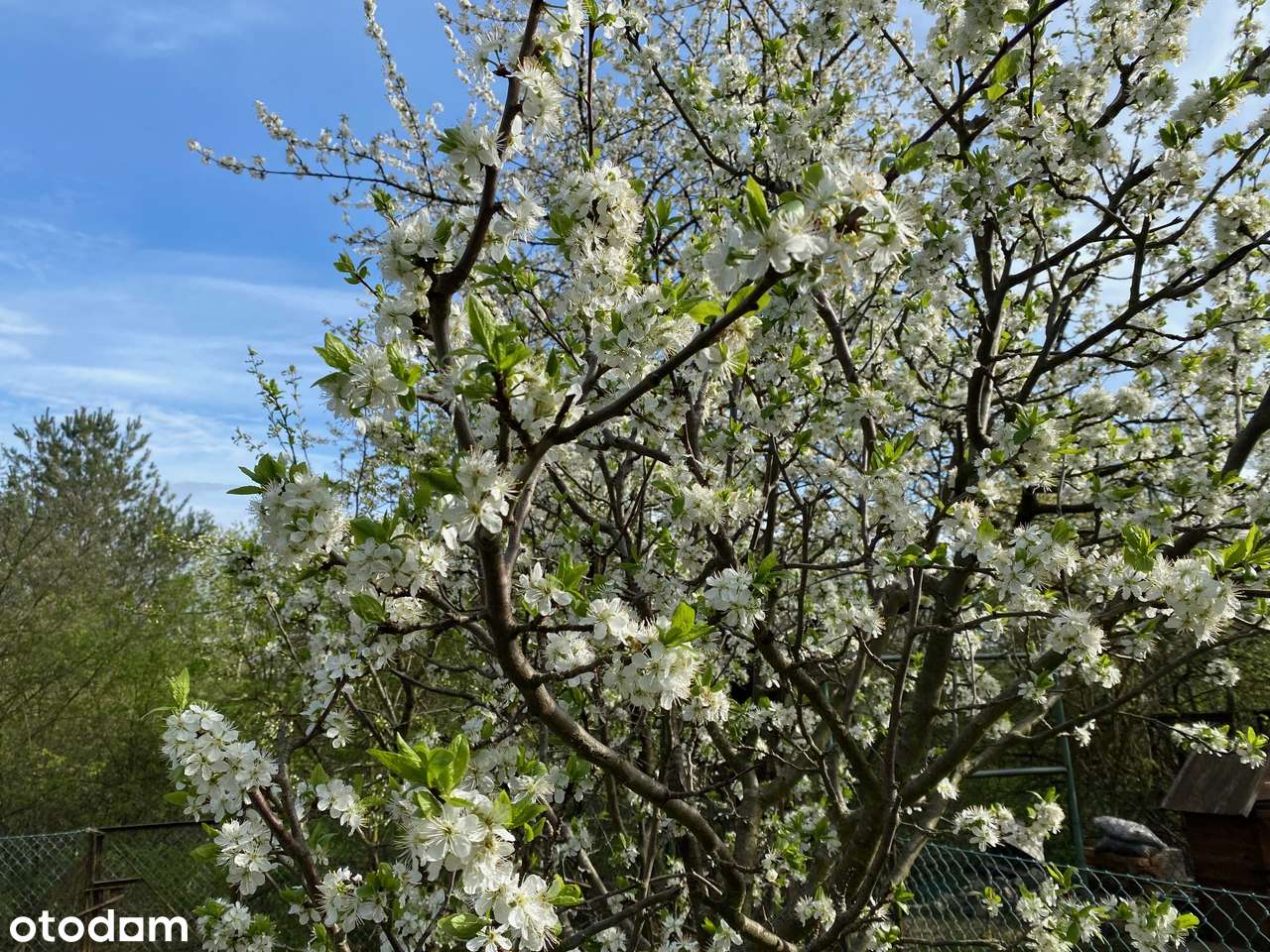 OKAZJA Słoneczny dom w zieleni! 10 min Centrum Garaż Duży ogród Cisza-5